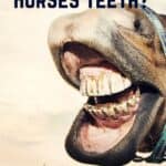 Horse showing teeth