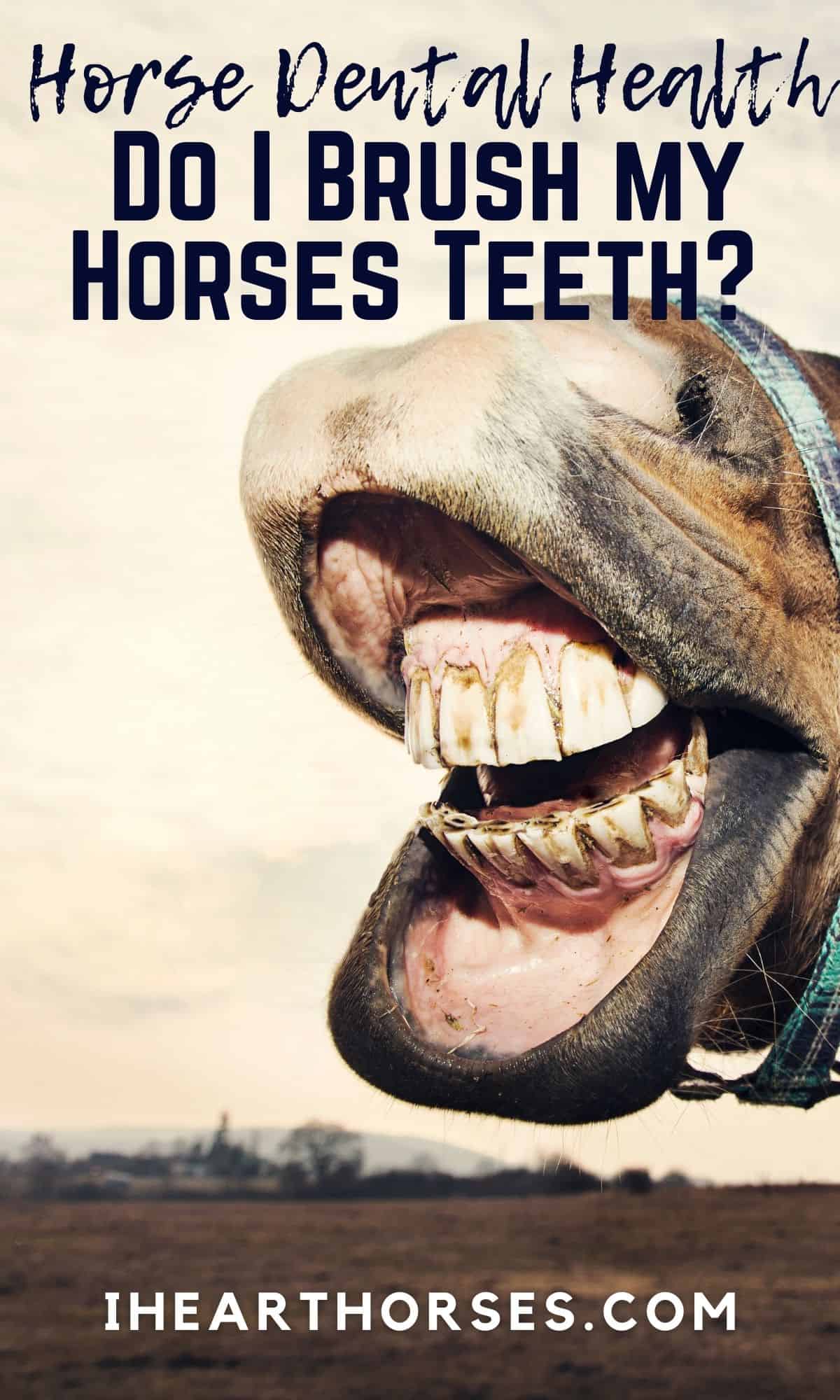 Do Horses Need Their Teeth Brushed and More Dental Tips