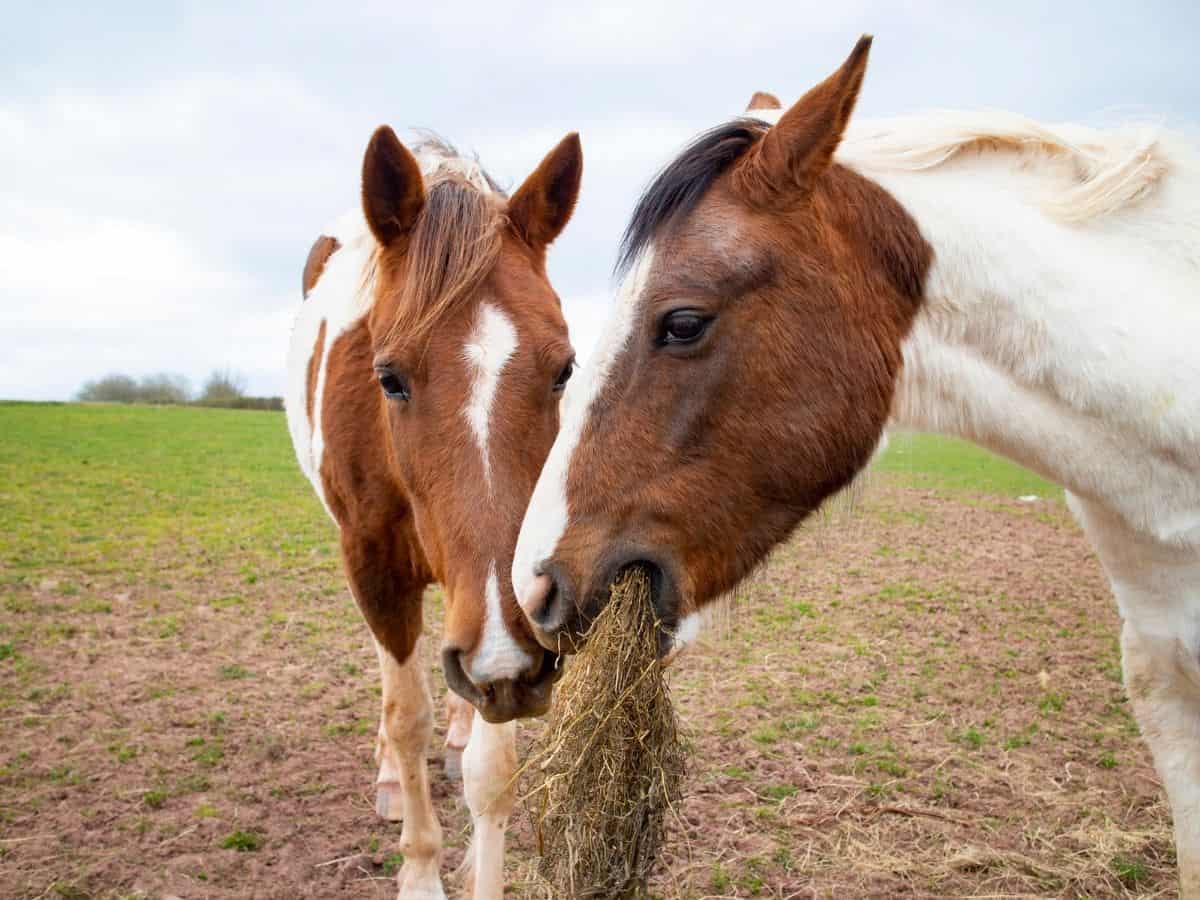 How Much Hay Does a Horse Eat in a Year  