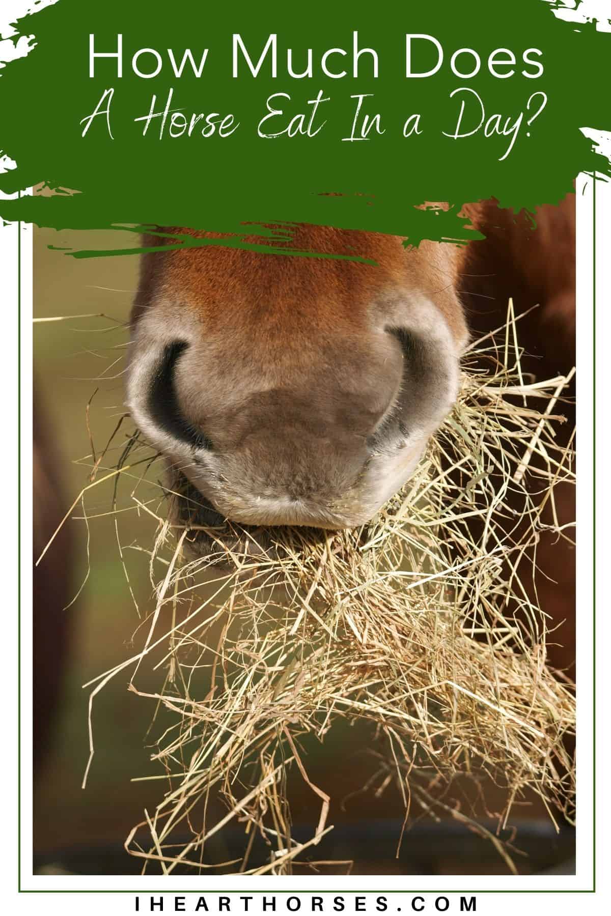 Tips For How Much Food a Horse Should Eat in a Day