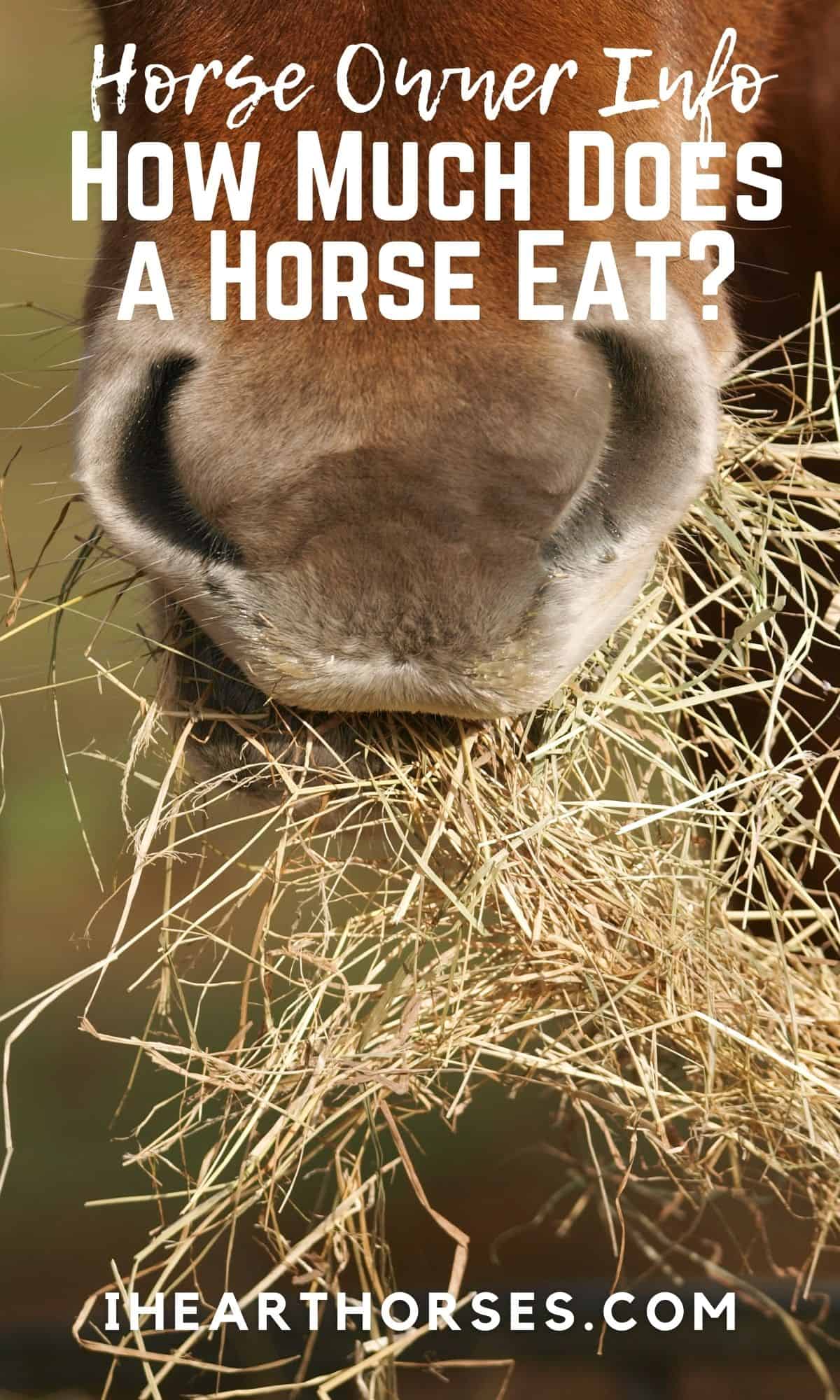 Tips For How Much Food a Horse Should Eat in a Day