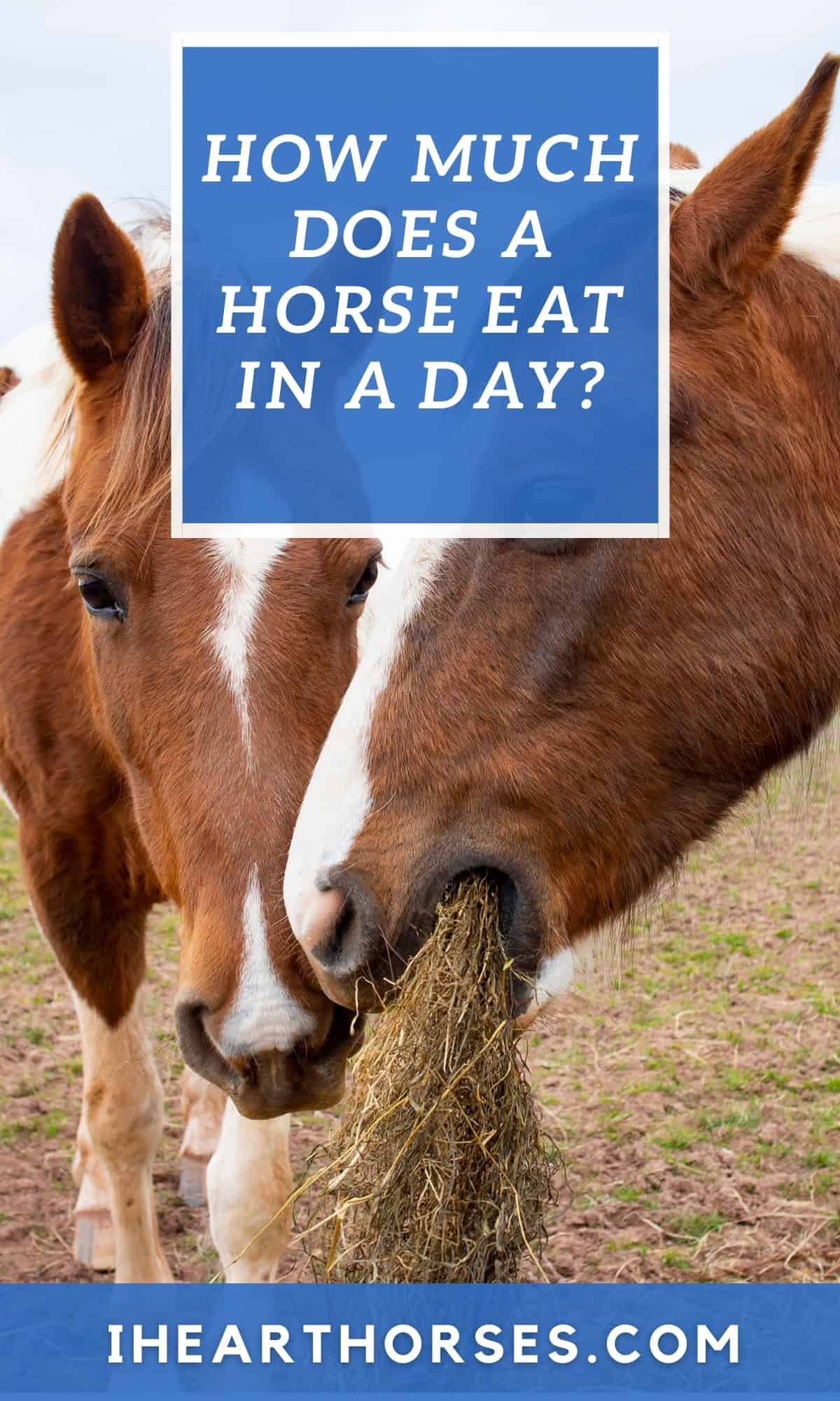 Tips For How Much Food a Horse Should Eat in a Day