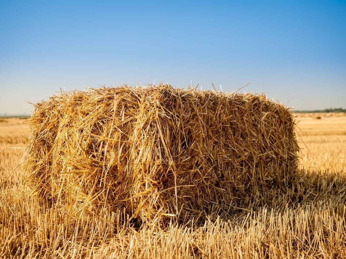Bale of hay in field