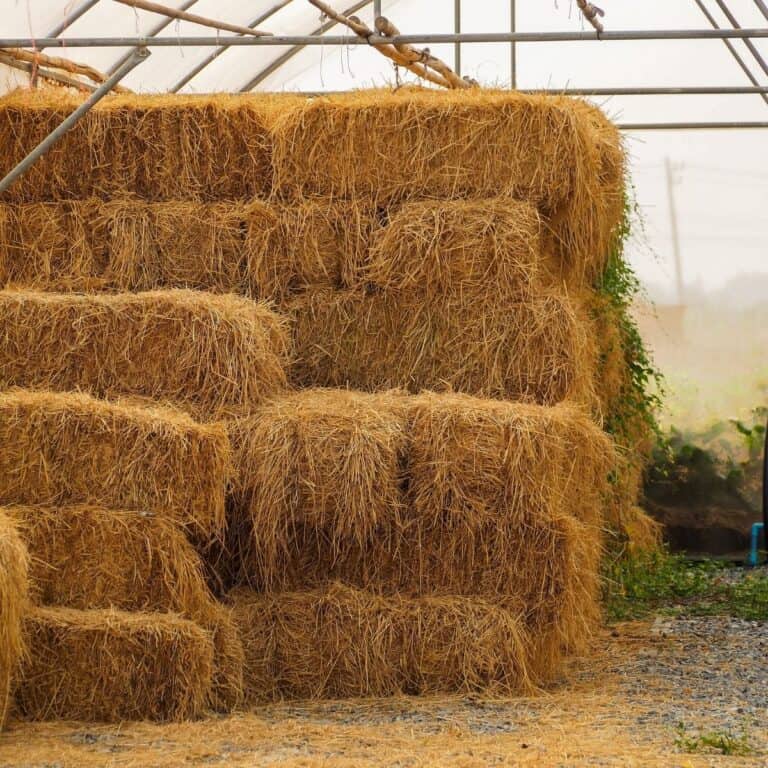 Hay in greenhouse
