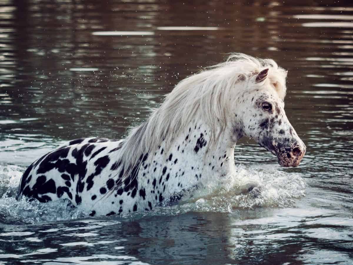 Spotted horse in water