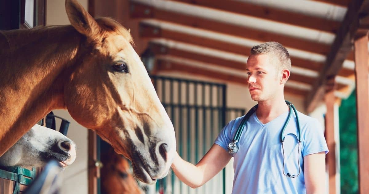 5 Types of Worms Horses Get and Treatment Options