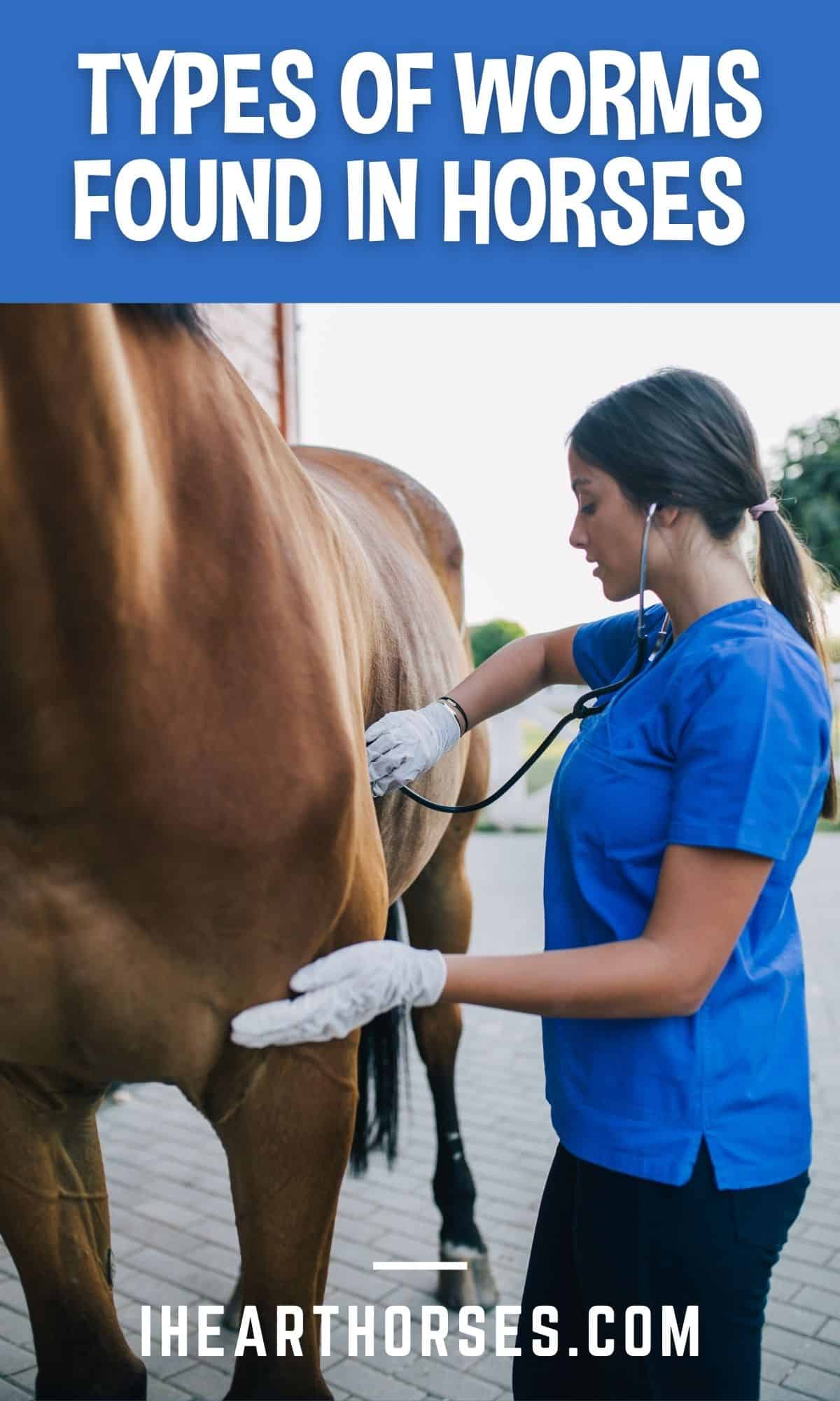 5 Types of Worms Horses Get and Treatment Options