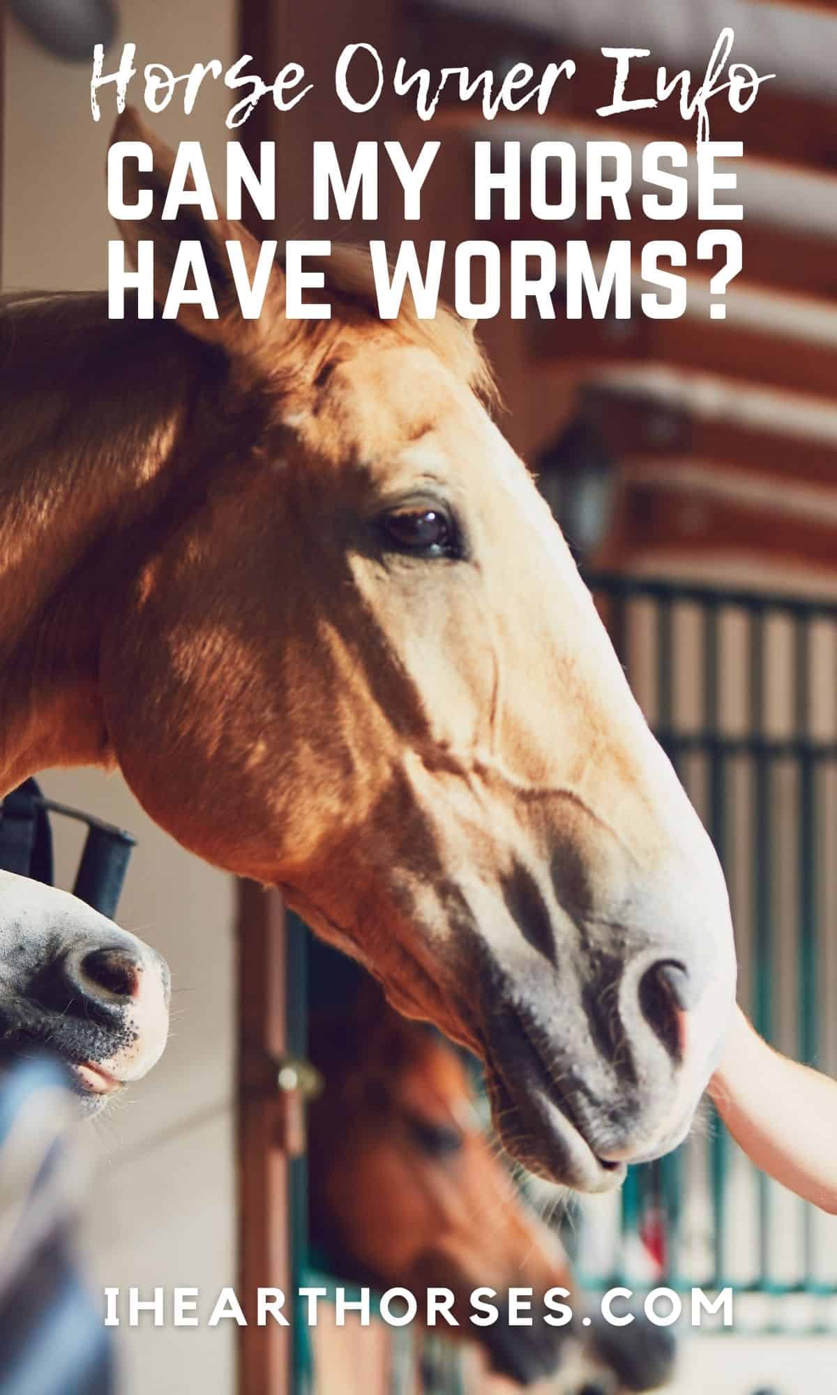5 Types of Worms Horses Get and Treatment Options