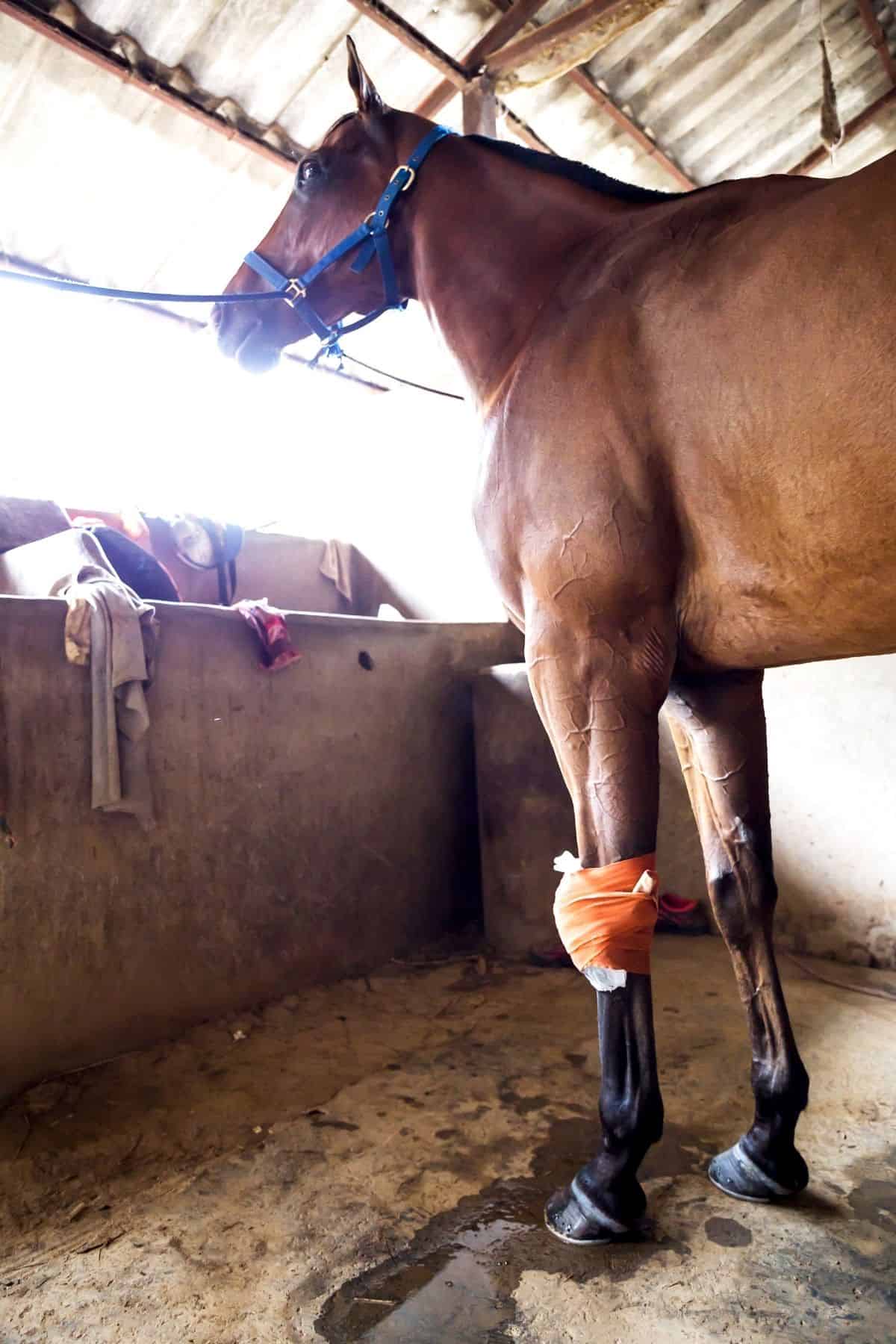 Brown horse in barn with leg wrap