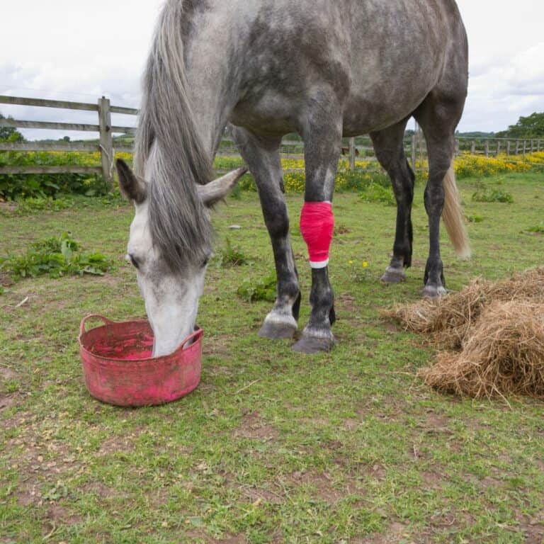Grey horse with red leg wrap eating from bucket