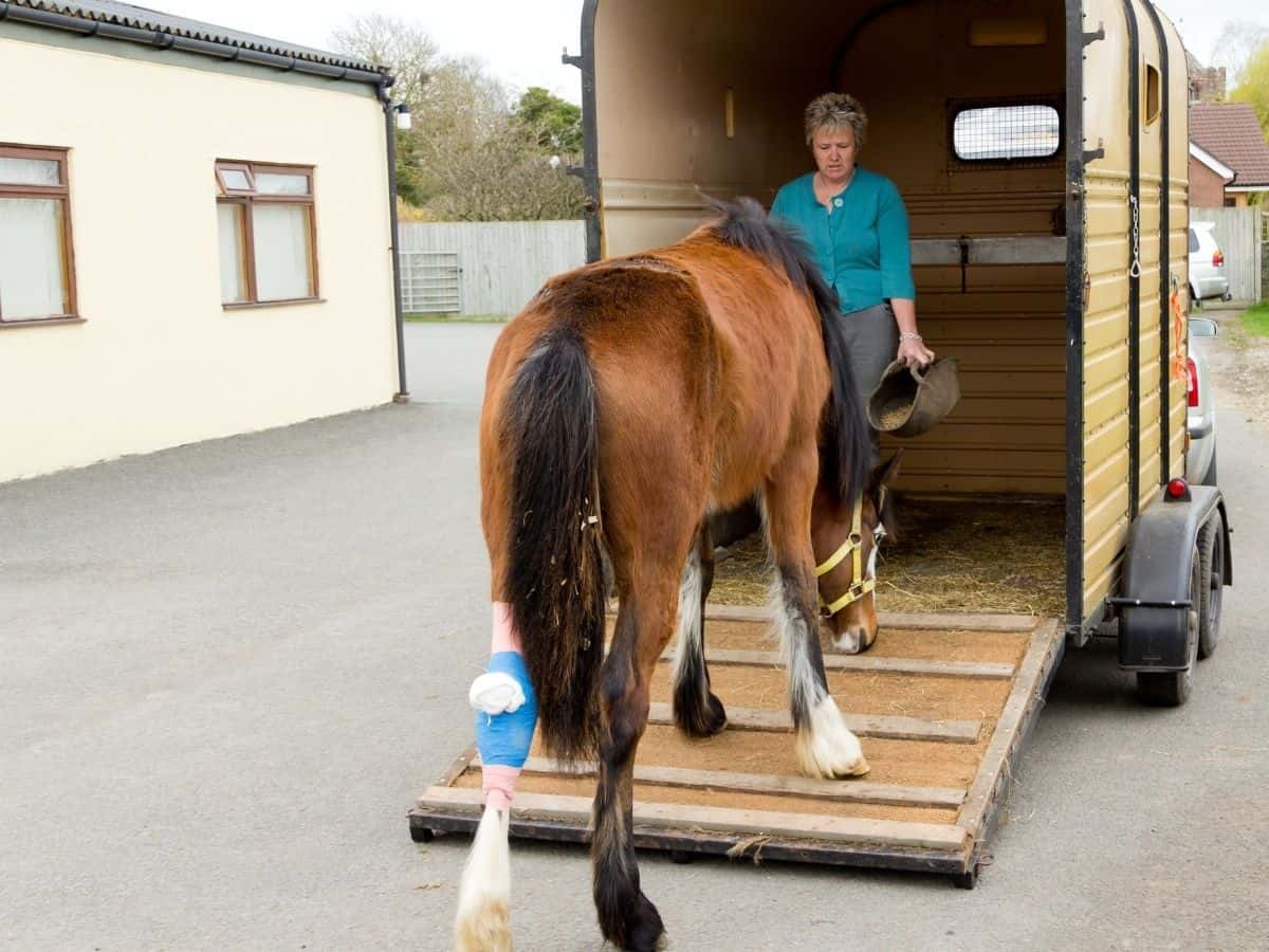 Woman leading horse into trailer