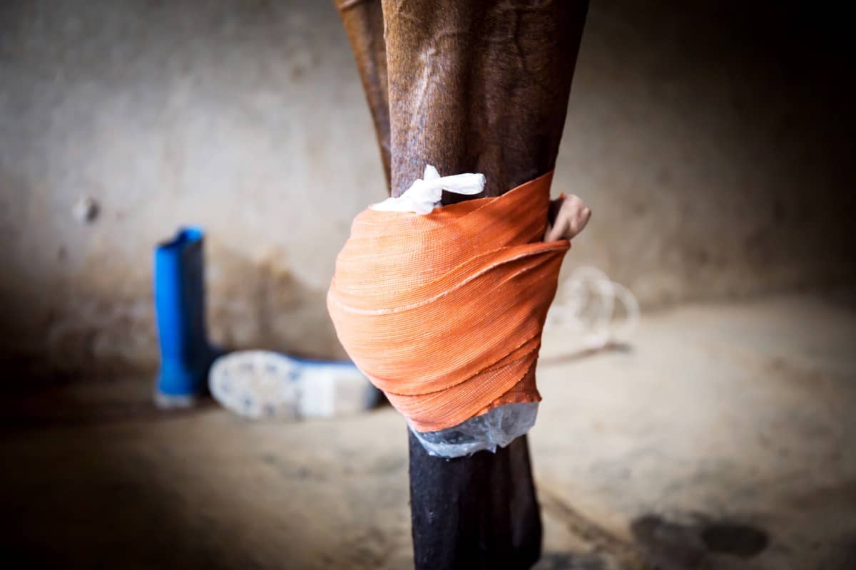 Horse knee wrapped in orange bandage