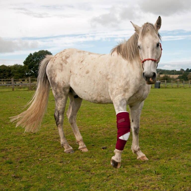White horse in field with bandage on knee