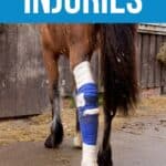 Brown horse with leg wrapped in blue bandage