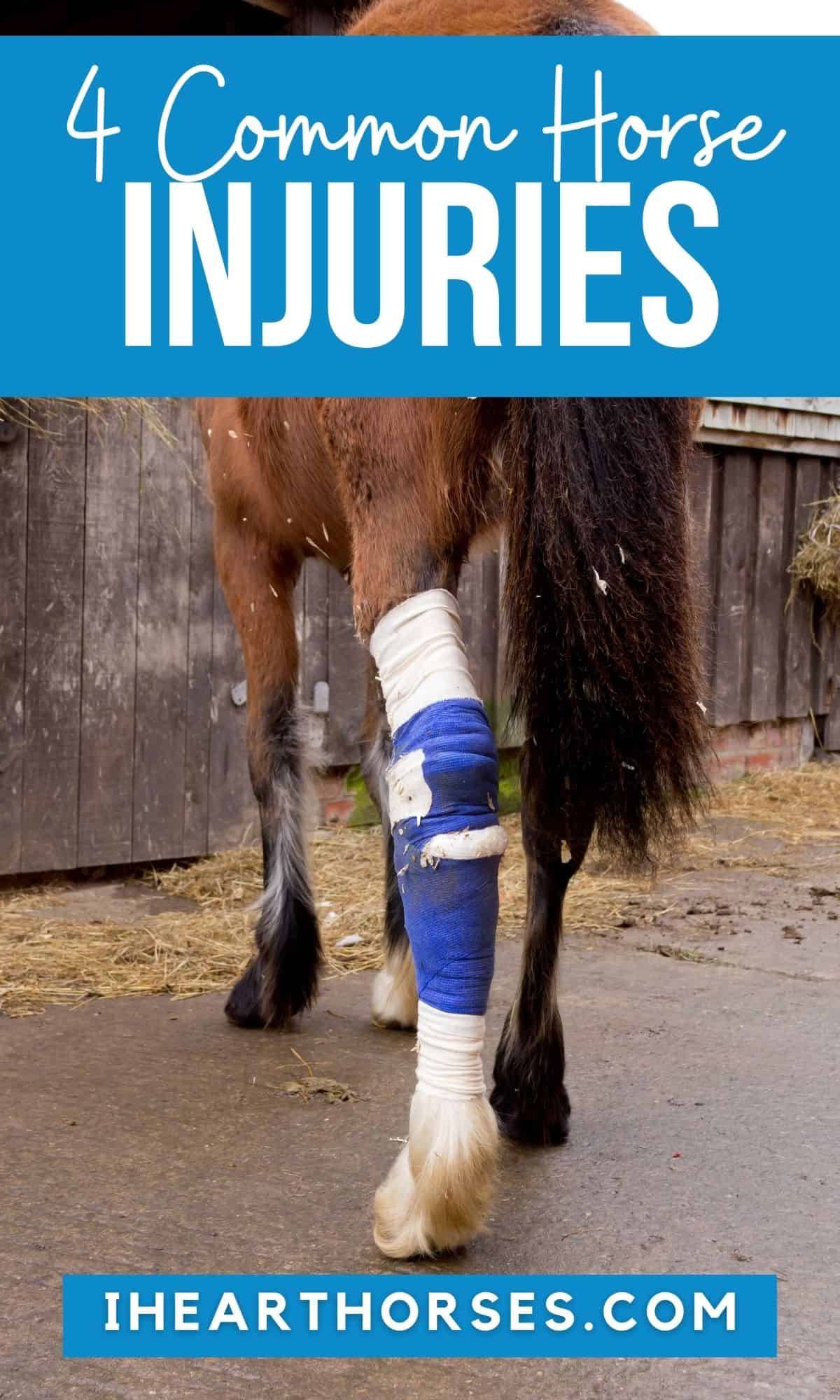 4 Common Horse Injuries You May Not Know About