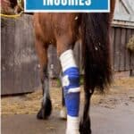 Brown horse with leg wrapped in blue bandage