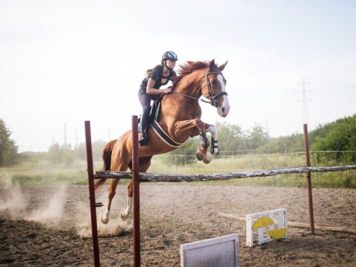 Top 6 Types of Jumps In Horse Sports Competitions