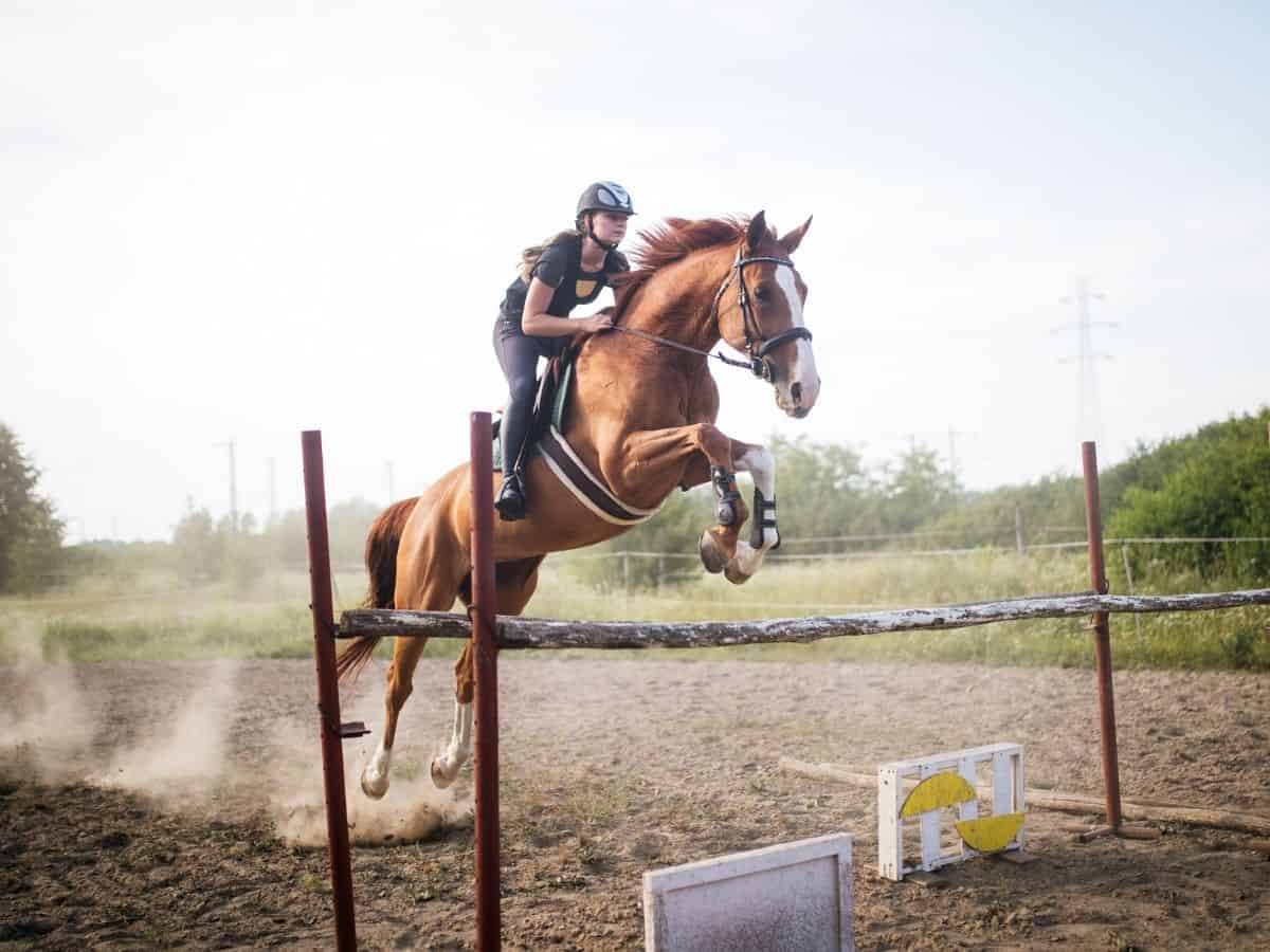 Horse jumping over rail in dirt