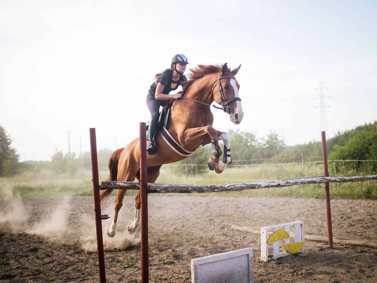 5 Different Types Of Horse Jumps  Horse Jumping Barn - Comly Sports