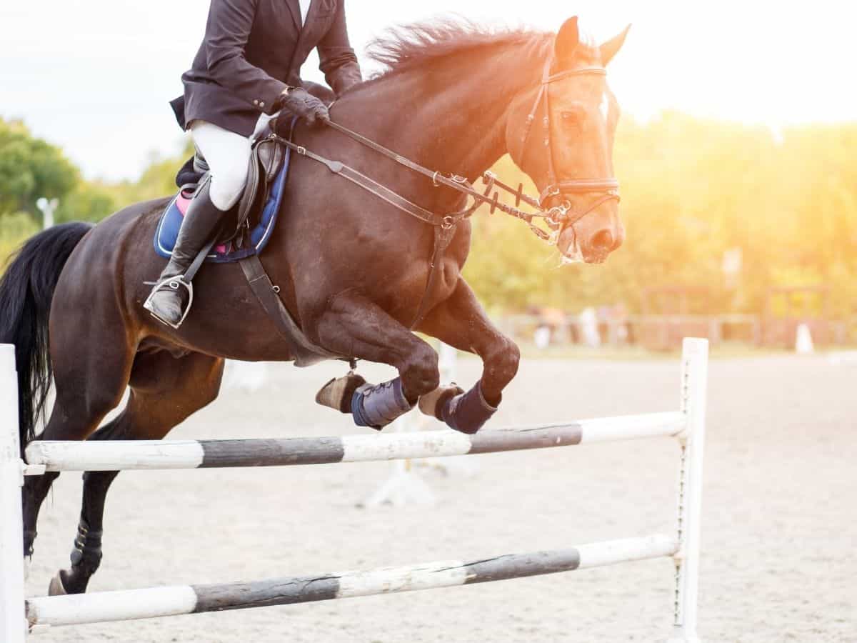 Brown horse jumping over bars with sunlight behind