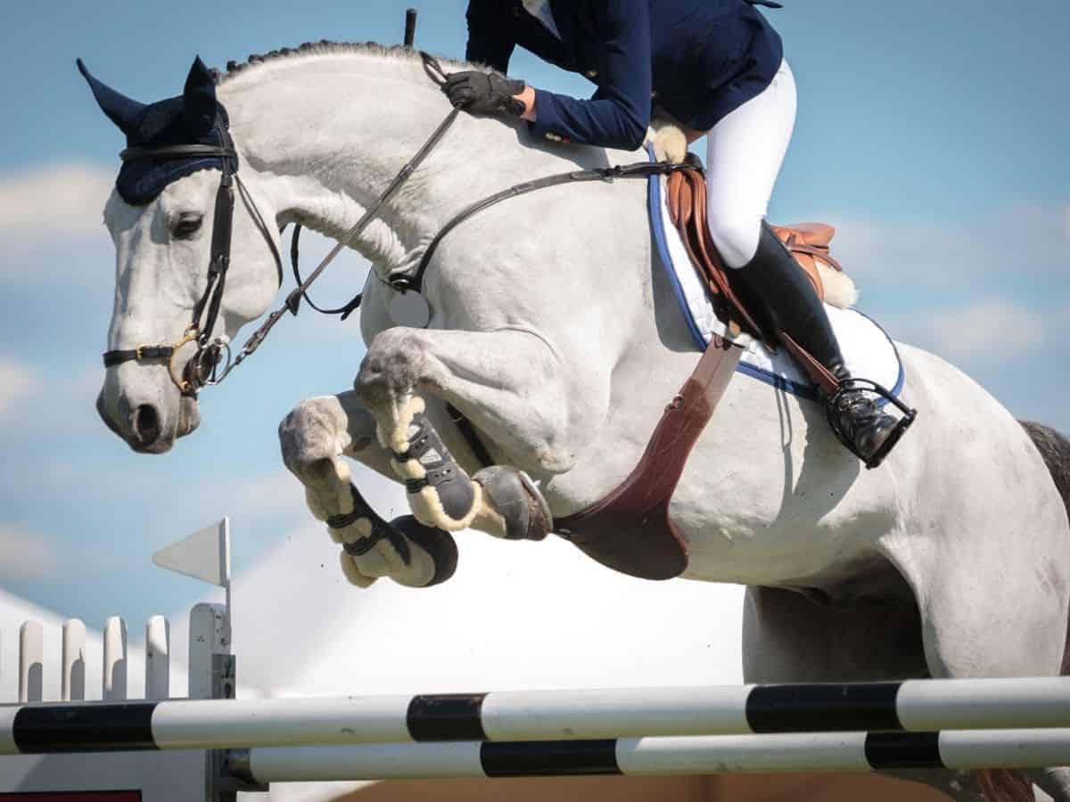 5 Different Types Of Horse Jumps  Horse Jumping Barn - Comly Sports