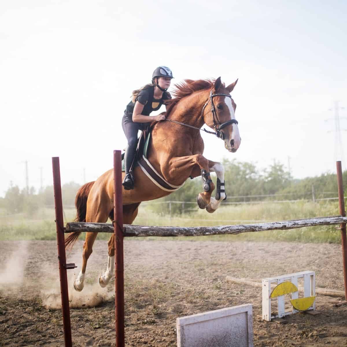 Horse jumping over rail in dirt