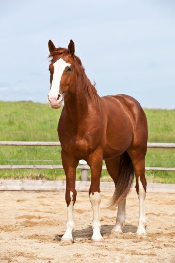 4 Necessary Horse Medications Every Barn Should Have