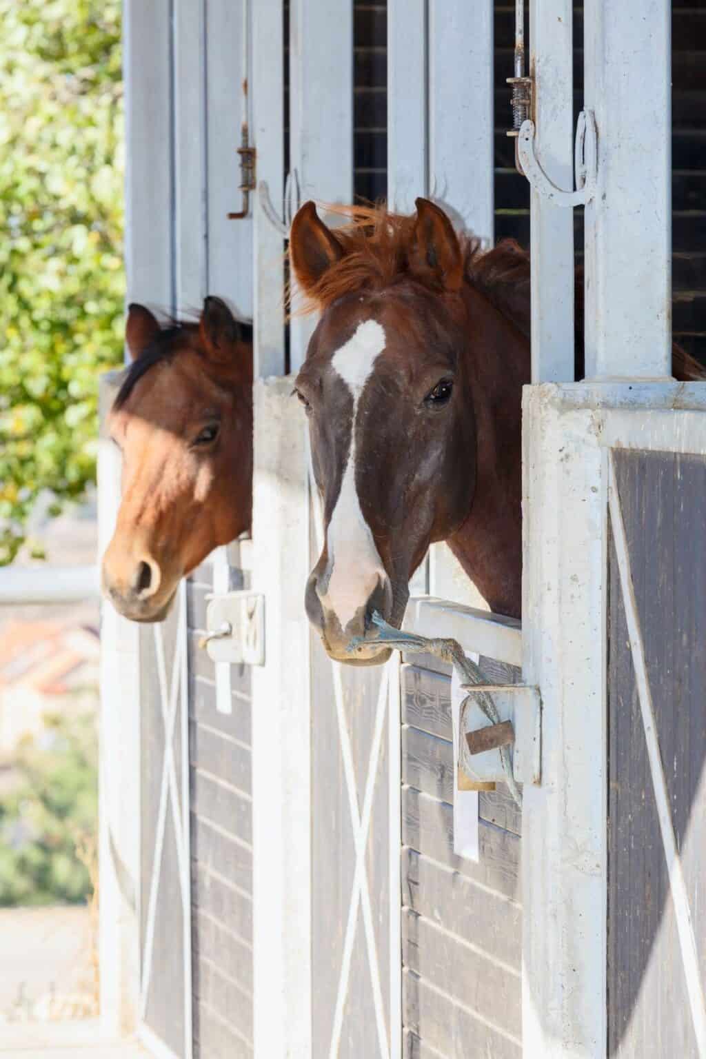 4 Necessary Horse Medications Every Barn Should Have