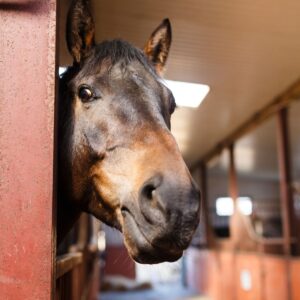 Horse face peering around corner of barn