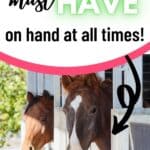 Two horses with heads out stall doors