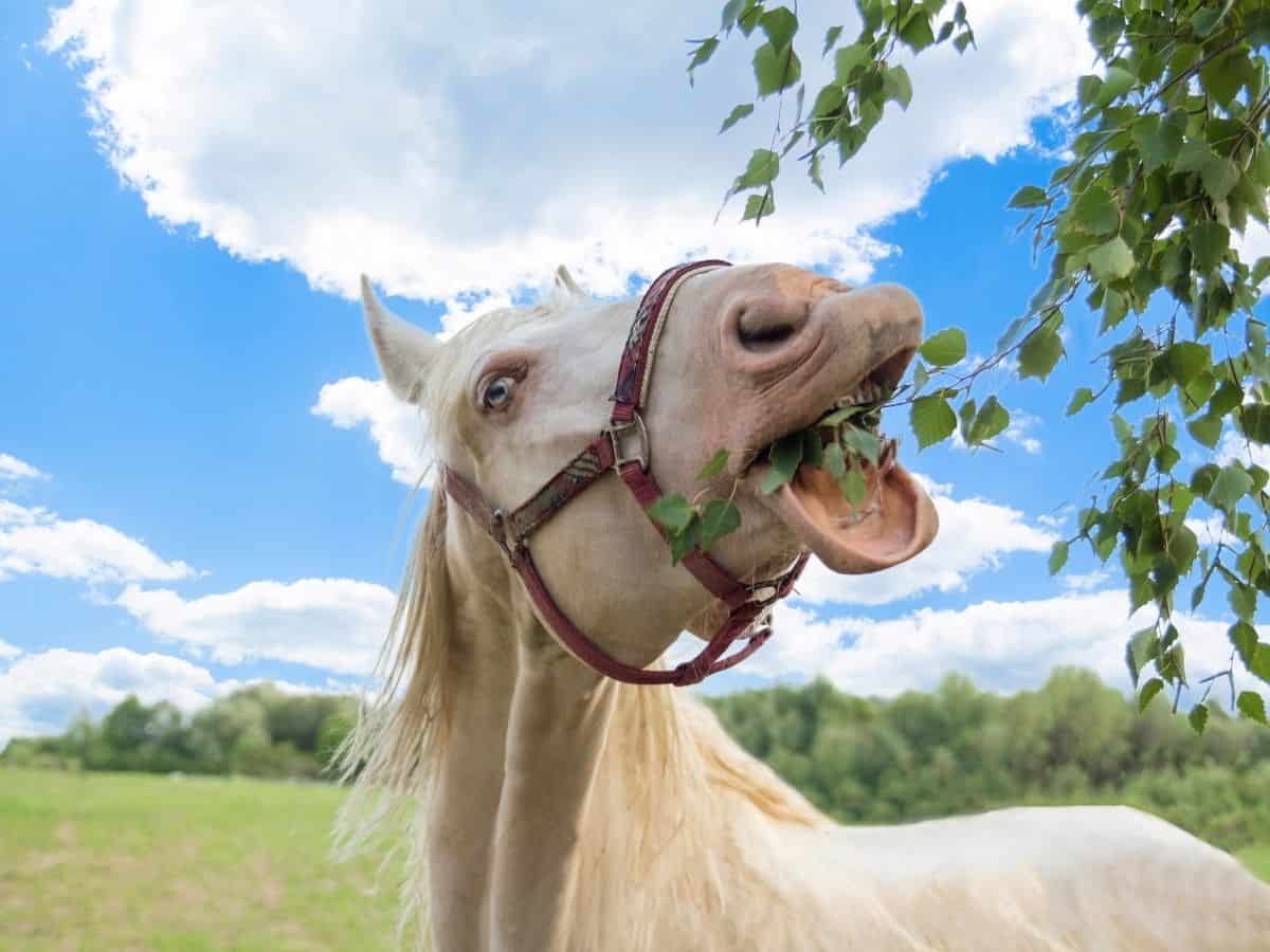 White horse eating from tree