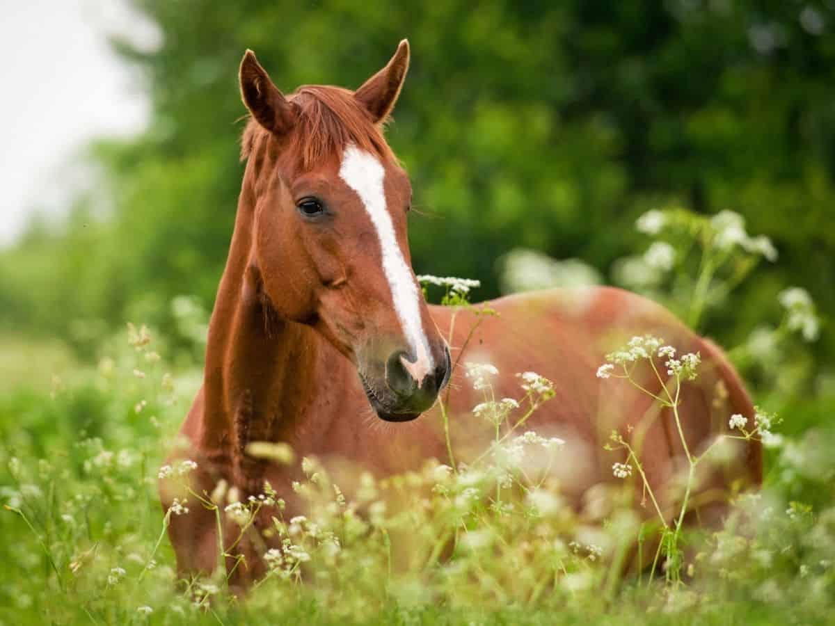 Brown horse with white marking in field