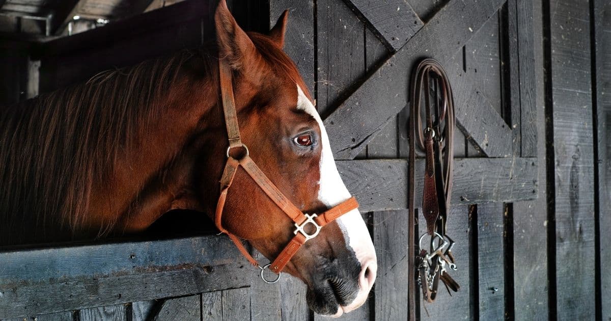 What Is Horse Quidding and Tips for How You Can Treat It