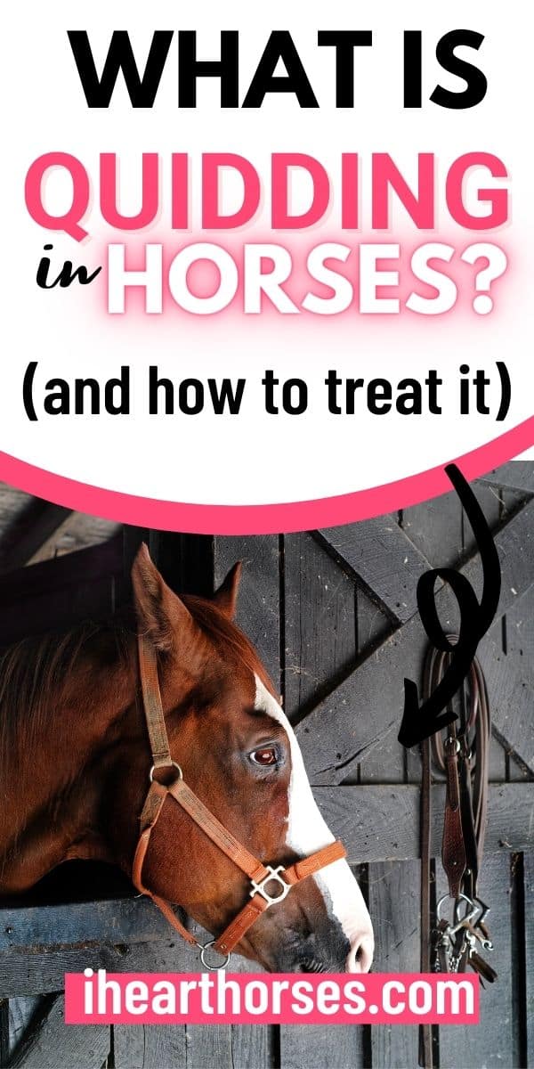 What Is Horse Quidding and Tips for How You Can Treat It