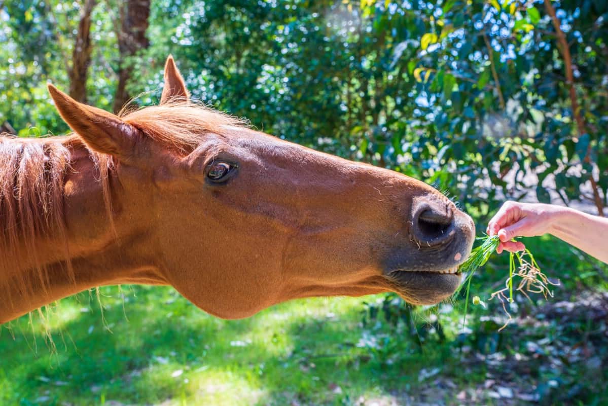 Horse eating leaf from hand