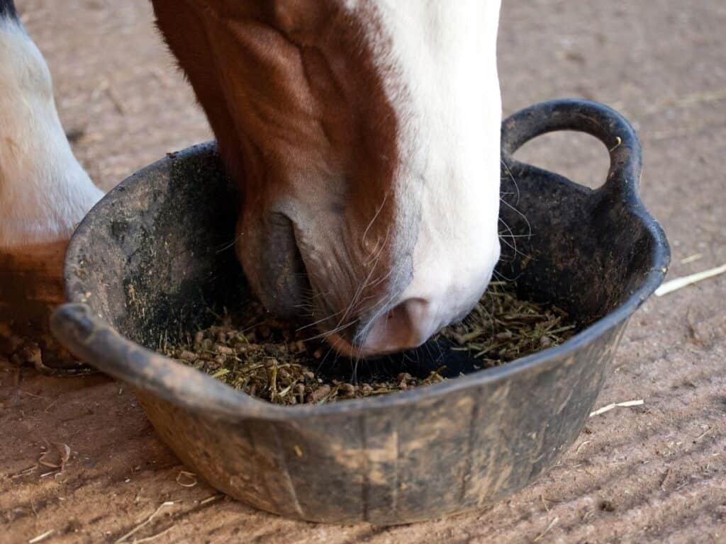 What Vitamins Do Horses Need for Optimum Health?
