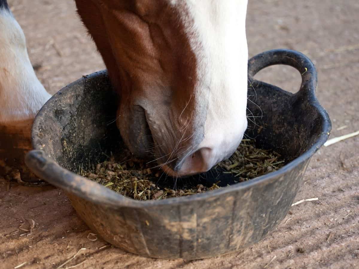 Horse eating from a bucket