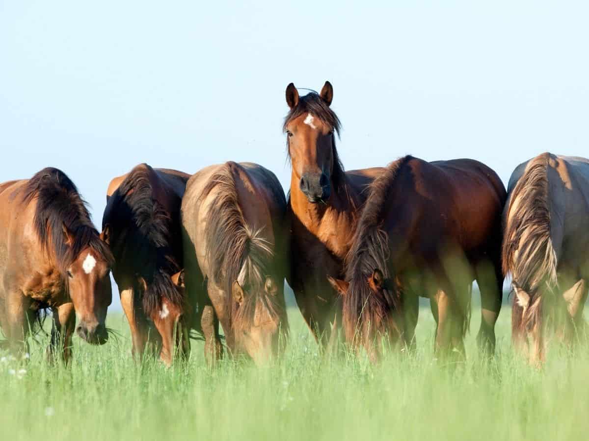Horses in field of grass