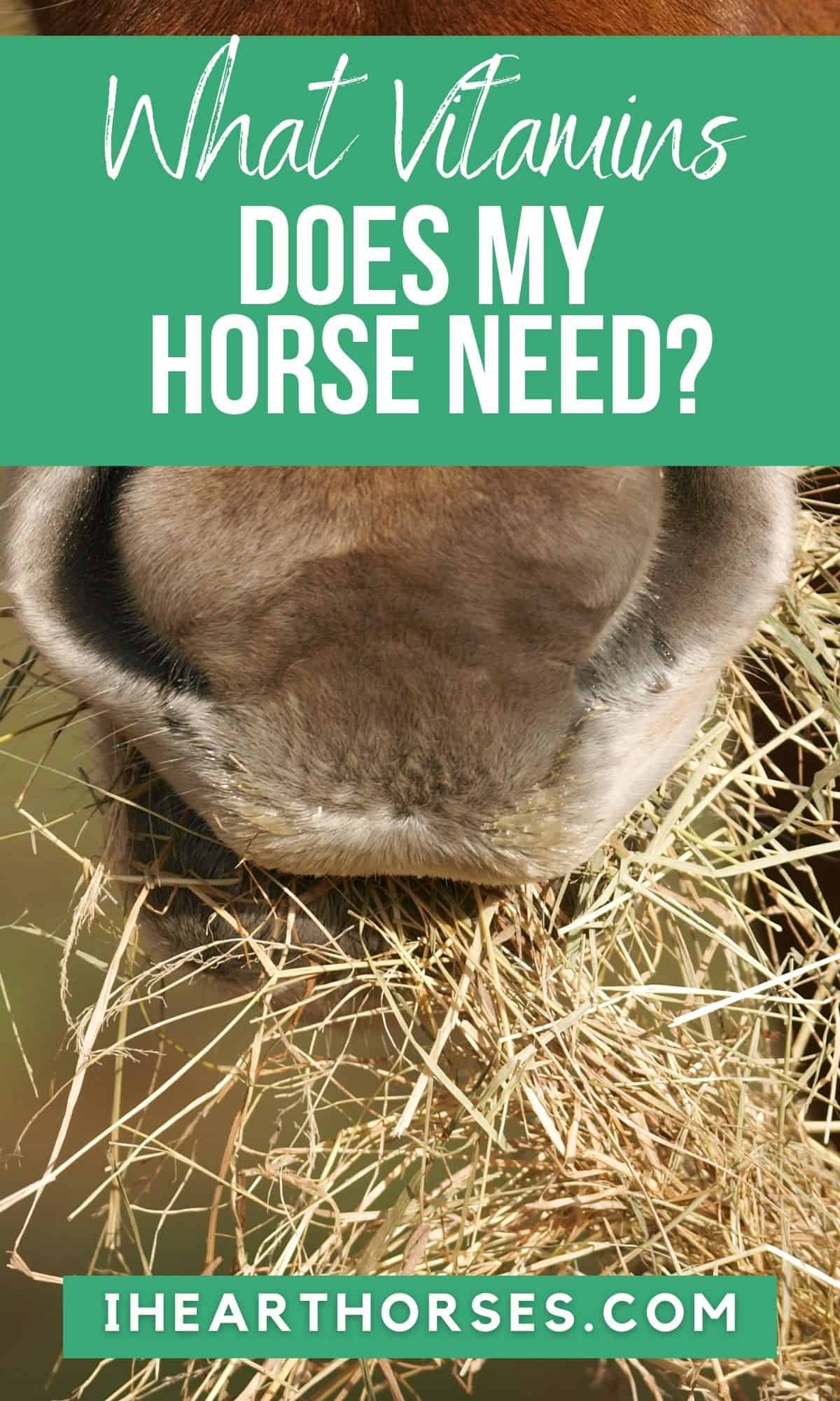 Pin on NEED (horse)