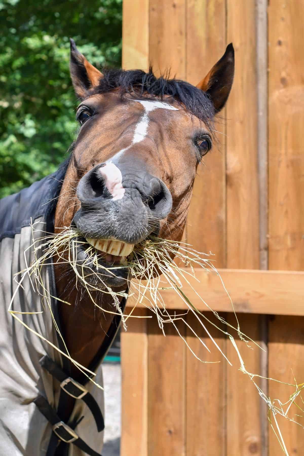 Brown horse eating hay