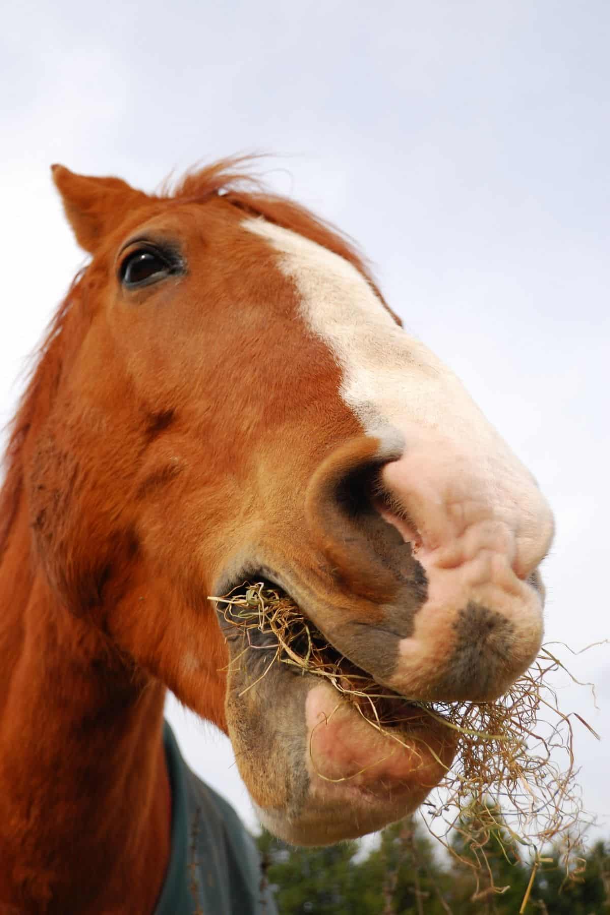 Up close horse eating