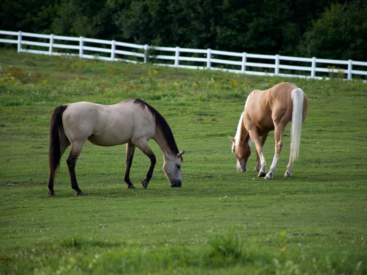 Two horses in grass field