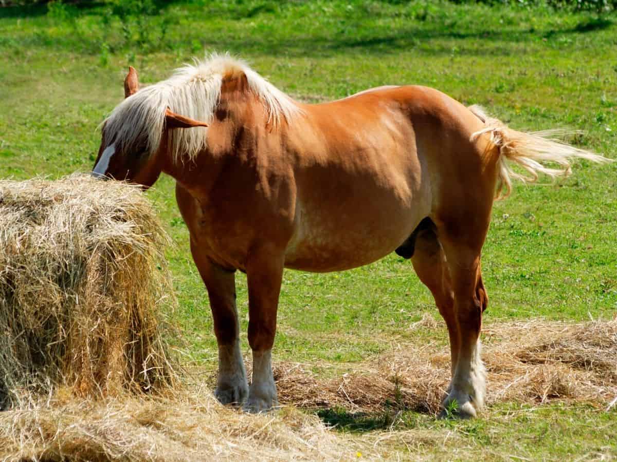 Brown horse eating from hay bale