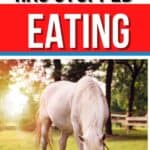 White horse eating hay