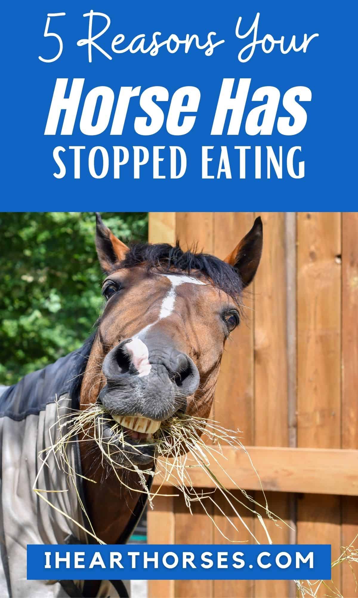 5 Common Reasons Your Horse May Not Be Eating
