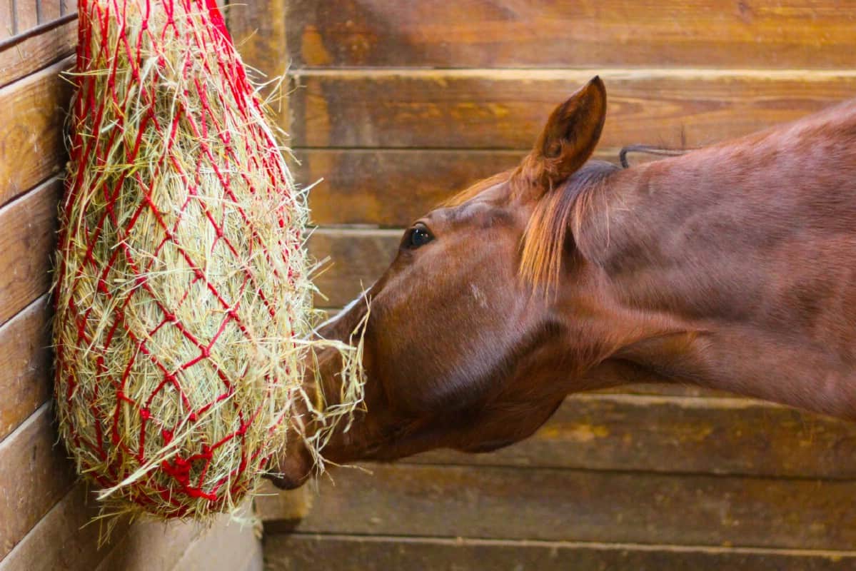 Horse discount eating bag