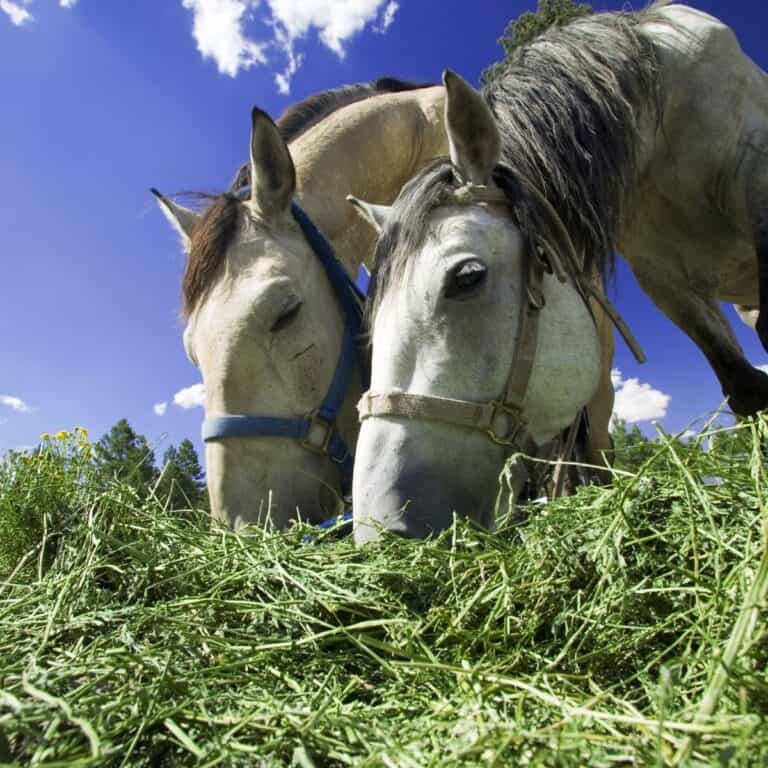 Two white horses eating green hay