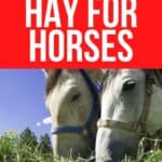 Two white horses eating green hay