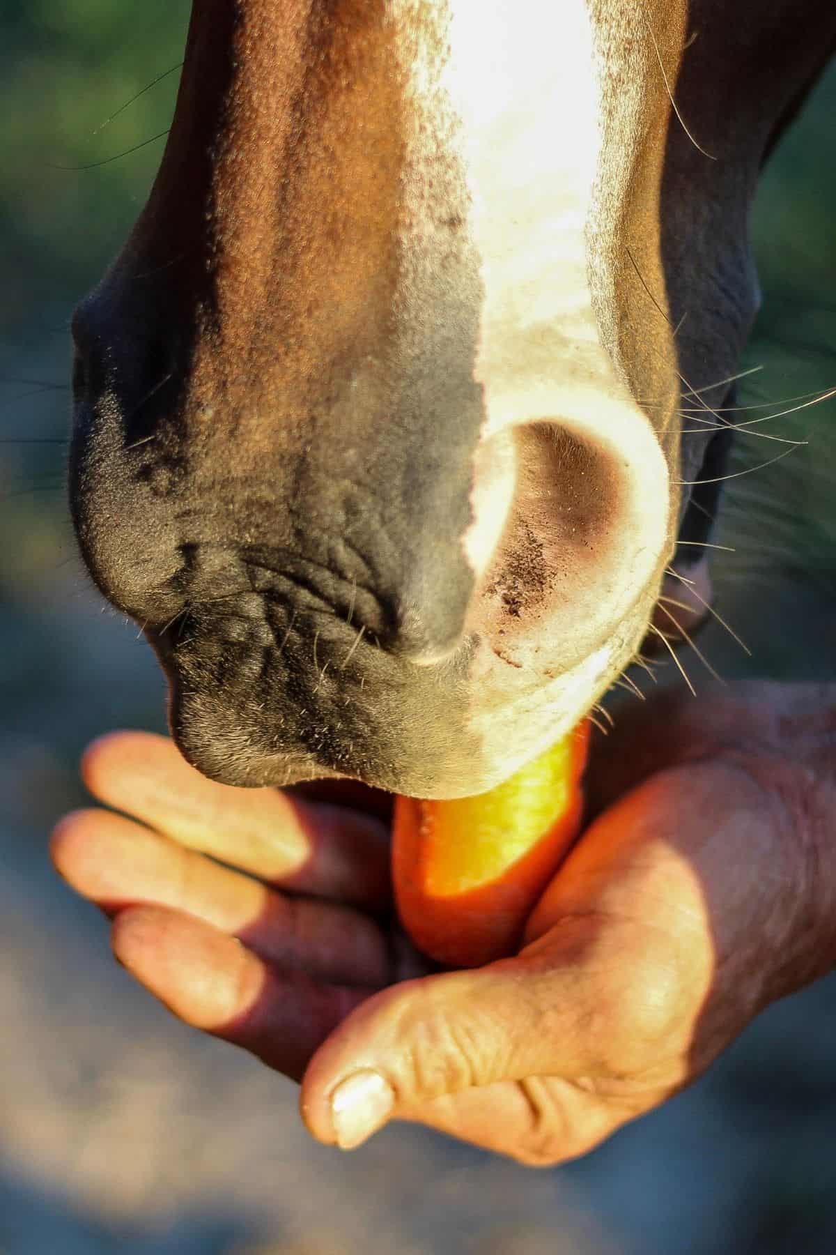 Hand holding carrot to horse mouth
