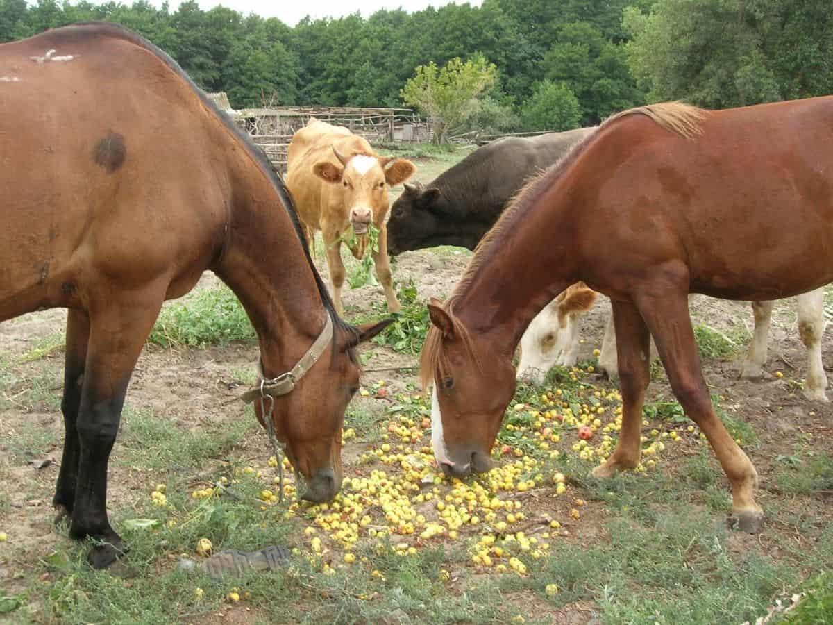 Horses eating corn from ground 